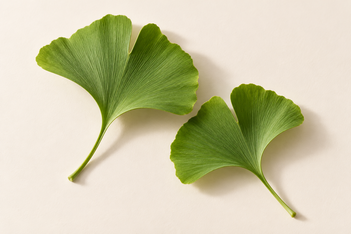 Ginkgo leaves on a warm ivory background — botanical ingredient illustration